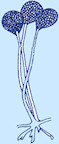 rhizopus picture